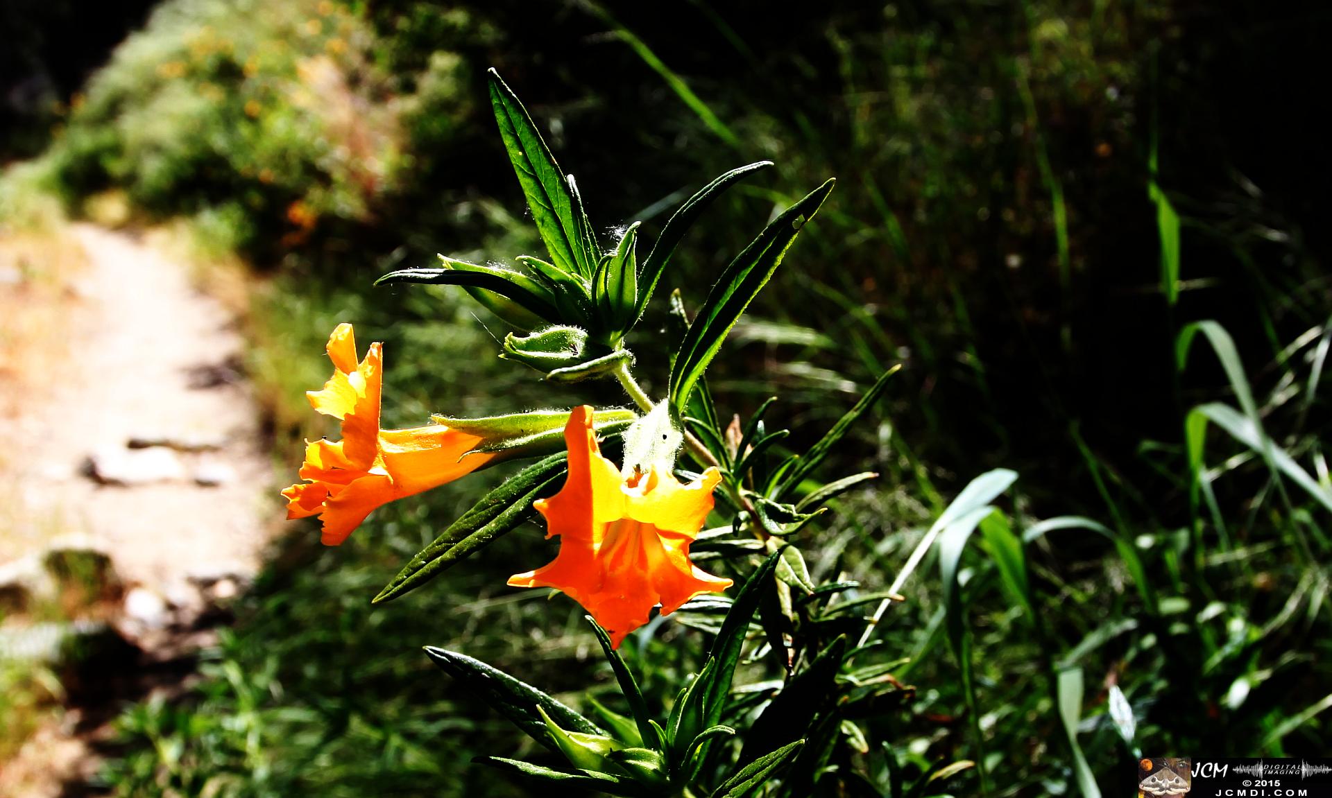 Whitney Canyon Hike monkeyflower
